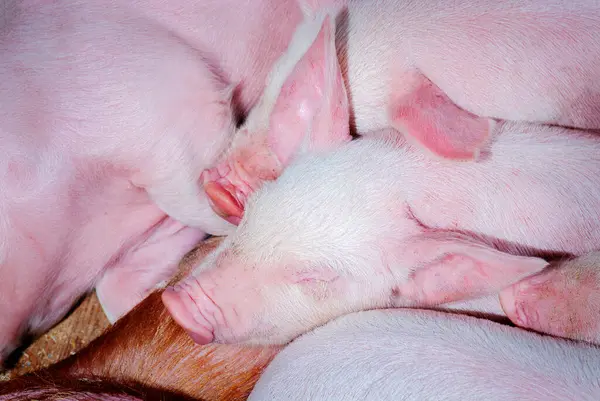 Small Piglets Farm Swine Stall — Stock Photo, Image