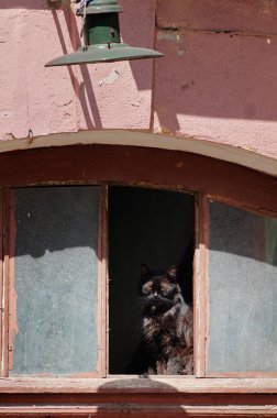 Blaclcat eski evin penceresinde oturuyor.