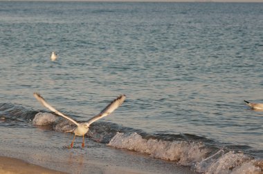 Martı kuşu denizin üzerinde uçuyor.