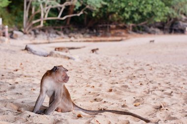 Kumsaldaki vahşi maymun..
