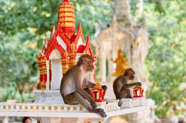 Tayland 'daki Budist tapınak bahçesindeki Macaque ailesi..