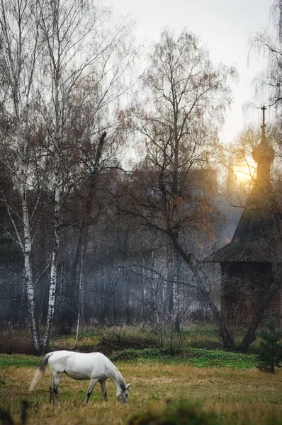 Rusya Seyahat Parktaki Antik Ahşap Kilisenin Yanında Beyaz Bir Duruyor — Stok fotoğraf