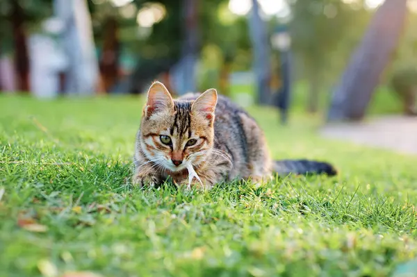 Kitty cat on the green grass in city park.