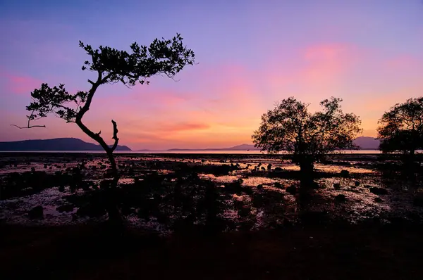 Vackert Solnedgångslandskap Med Trädsiluett Lågvatten Strand — Stockfoto