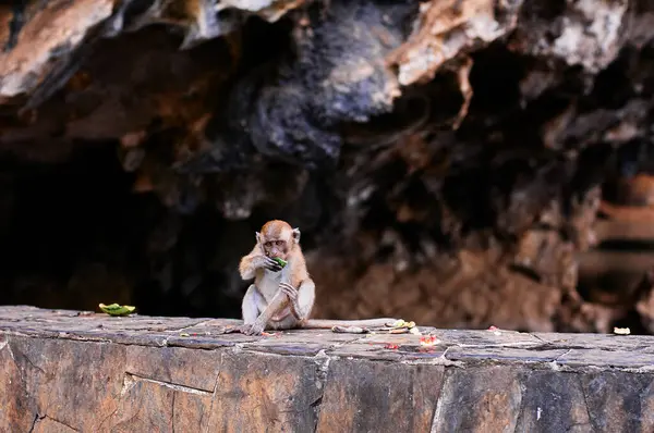 Vahşi Yaşam Küçük Maymun Dışarıda Meyve Yiyor — Stok fotoğraf