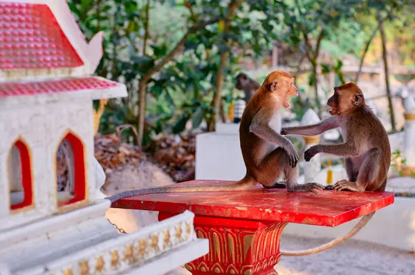 Macaque Familie Boeddhistische Tempel Tuin Thailand — Stockfoto