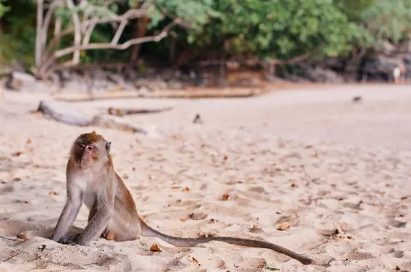 Wild Macaque Monkey Sand Beach — Stock Photo, Image
