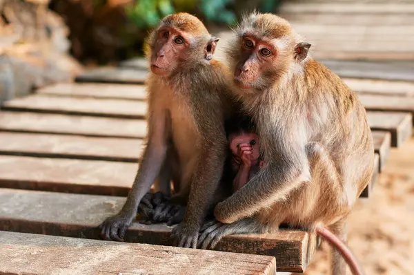 Wilde Dieren Macaque Familie Met Baby Aap — Stockfoto