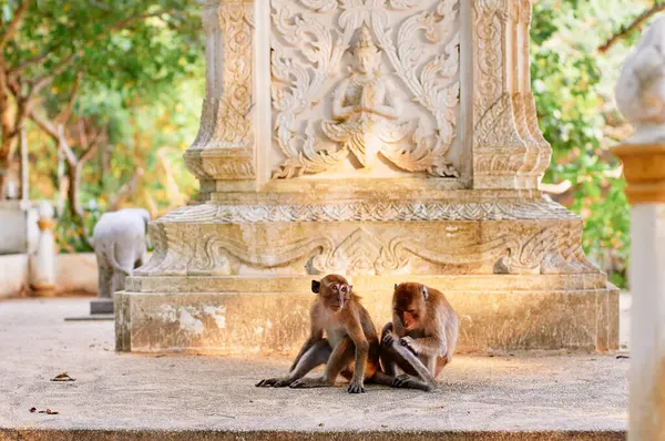 Macaque Rodina Buddhistické Chrámu Zahrada Thajsku — Stock fotografie