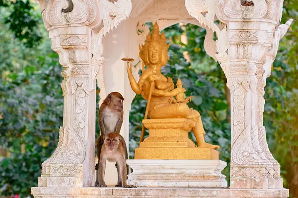 Macaque Rodina Buddhistické Chrámu Zahrada Thajsku — Stock fotografie