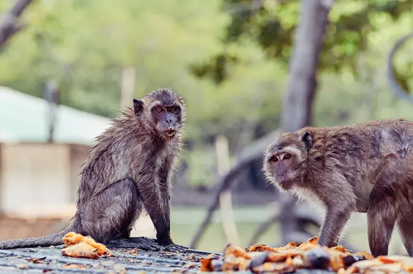 Volwassen Apen Die Buiten Mangovruchten Eten — Stockfoto