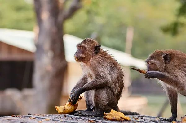 Volwassen Apen Die Buiten Mangovruchten Eten — Stockfoto