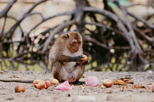 Apen Die Buiten Appelvruchten Eten Thailand — Stockfoto