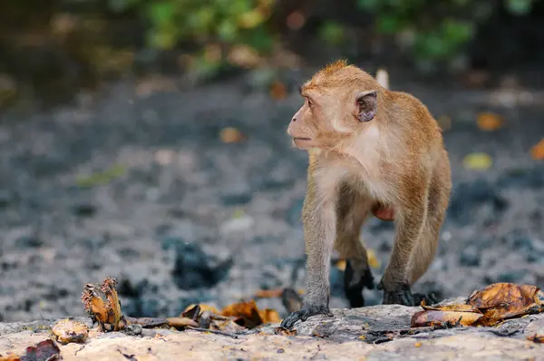 Cute Monkey Lives Mangrove Forest Thailand — Stock Photo, Image