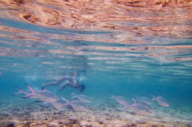 Deniz mercanlarında ve balıklarda şnorkelle yüzen genç bir kadın..