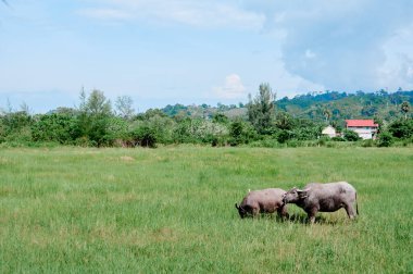 Büyük siyah boğa yeşil çimen tarlasında.