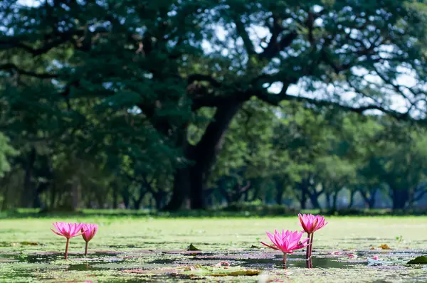 Yeşil Gölde Pembe Nilüfer Çiçekleri — Stok fotoğraf