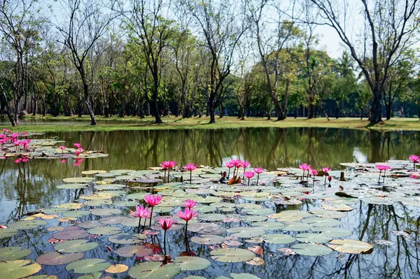 See Teich Mit Einer Schönen Blühenden Rosa Lotus Seerose Pad — Stockfoto