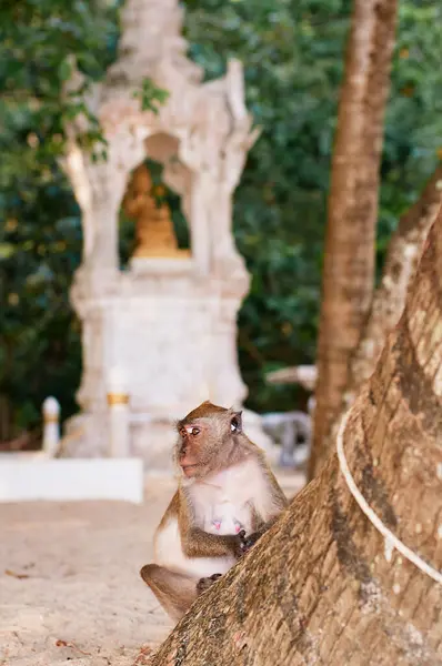 Divoká Makaka Opice Venku Chrámu Thajsko — Stock fotografie