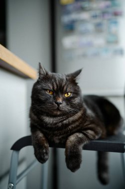 Sevimli İskoç siyah tekir kedisi sandalyede.