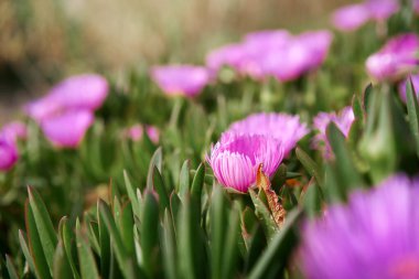 Çöl gülü. Delosperma Cooci. Pembe mor çiçekler.