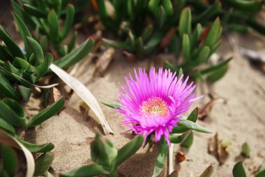 Çöl gülü. Delosperma Cooci. Pembe mor çiçekler.