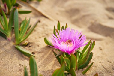 Çöl gülü. Delosperma Cooci. Pembe mor çiçeğin üzerindeki arı.