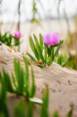 Çöl gülü. Delosperma Cooci. Pembe mor çiçekler.