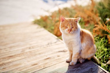 Şehir parkında kedi yavrusu.