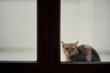 Sokak kedisi yağmurlu bir günde eve girmek için kapıya yakın oturuyor..
