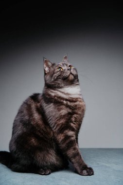 Gri arka planda sevimli İskoç siyah tekir kedisi.