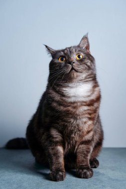 Gri arka planda sevimli İskoç siyah tekir kedisi.