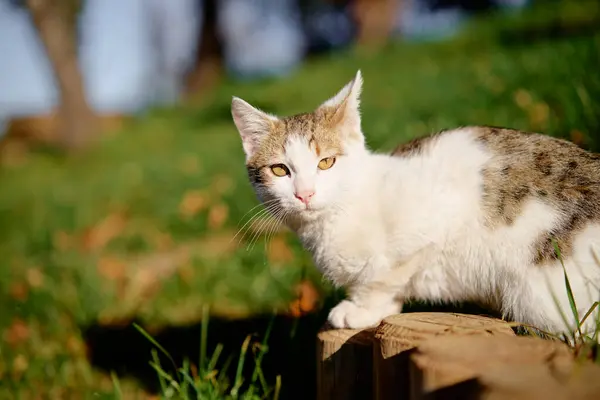 Portrét Krátkosrsté Bílé Šedé Kočky Parku — Stock fotografie