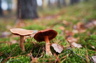 Agarik orman mantarı sonbahar mevsiminde.
