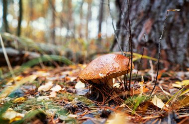 Bolete orman mantarları sonbahar mevsiminde.