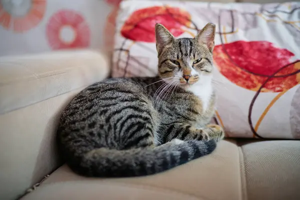 Adorable Striped Cat Sitting Sofa — Stock Photo, Image