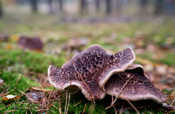 Agaric Forest Mushroom Fall Season — Stock Photo, Image