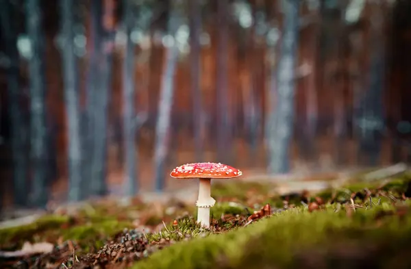 秋の季節の寒冷な森のキノコ — ストック写真