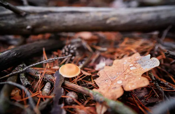 Агарский Лесной Гриб Осенью — стоковое фото