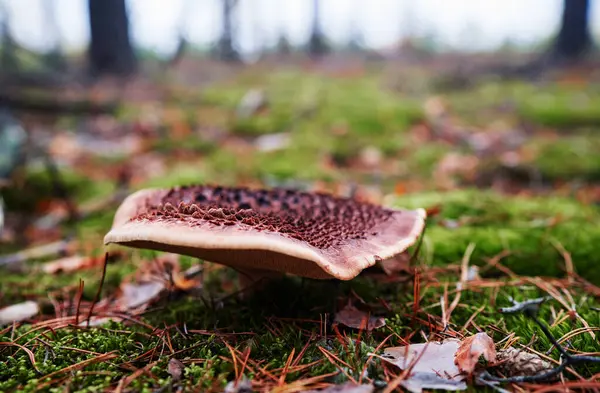 秋天的花环森林蘑菇 — 图库照片