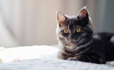 Sevimli küçük İskoç siyah tekir kedisi.