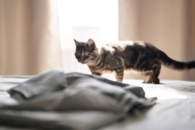 Sevimli küçük İskoç siyah tekir kedisi.