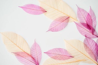 Beyaz arka plan üzerinde iskelet bırakır kompozisyon