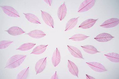 Beyaz arkaplanda İskelet Pembesi Yaprakları.