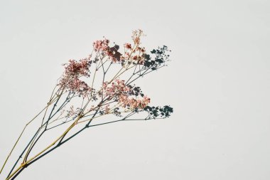 Beyaz masa arkaplanındaki kurumuş yabani çiçekler.