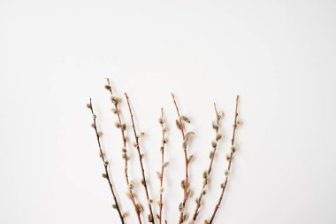 Branches of pussy willows on white background. Flat lay, top view.