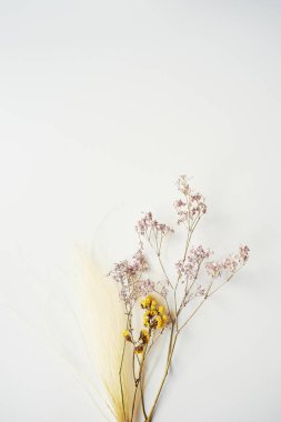Beyaz masa arkaplan görünümünde kurumuş yabani çiçekler..