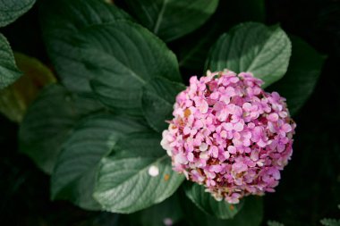 Güzel pembe ortanca macrophylla çiçeği.