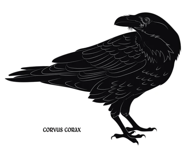 Μαύρο Κοράκι Corvus Corax Απομονωμένο Λευκό Διανυσματική Απεικόνιση — Διανυσματικό Αρχείο