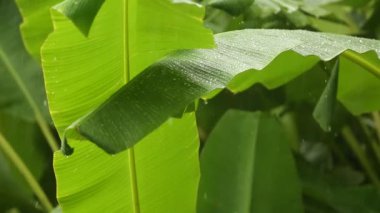 Yoğun ormana sağanak yağmur, ormandaki yağmur damlaları yeşil yapraklara sabitlenmiş su damlaları, tropikal ormanda yağmur günleri. Ağaca düşen yağmur damlası. Ağaca düşen sağanak yağmur.